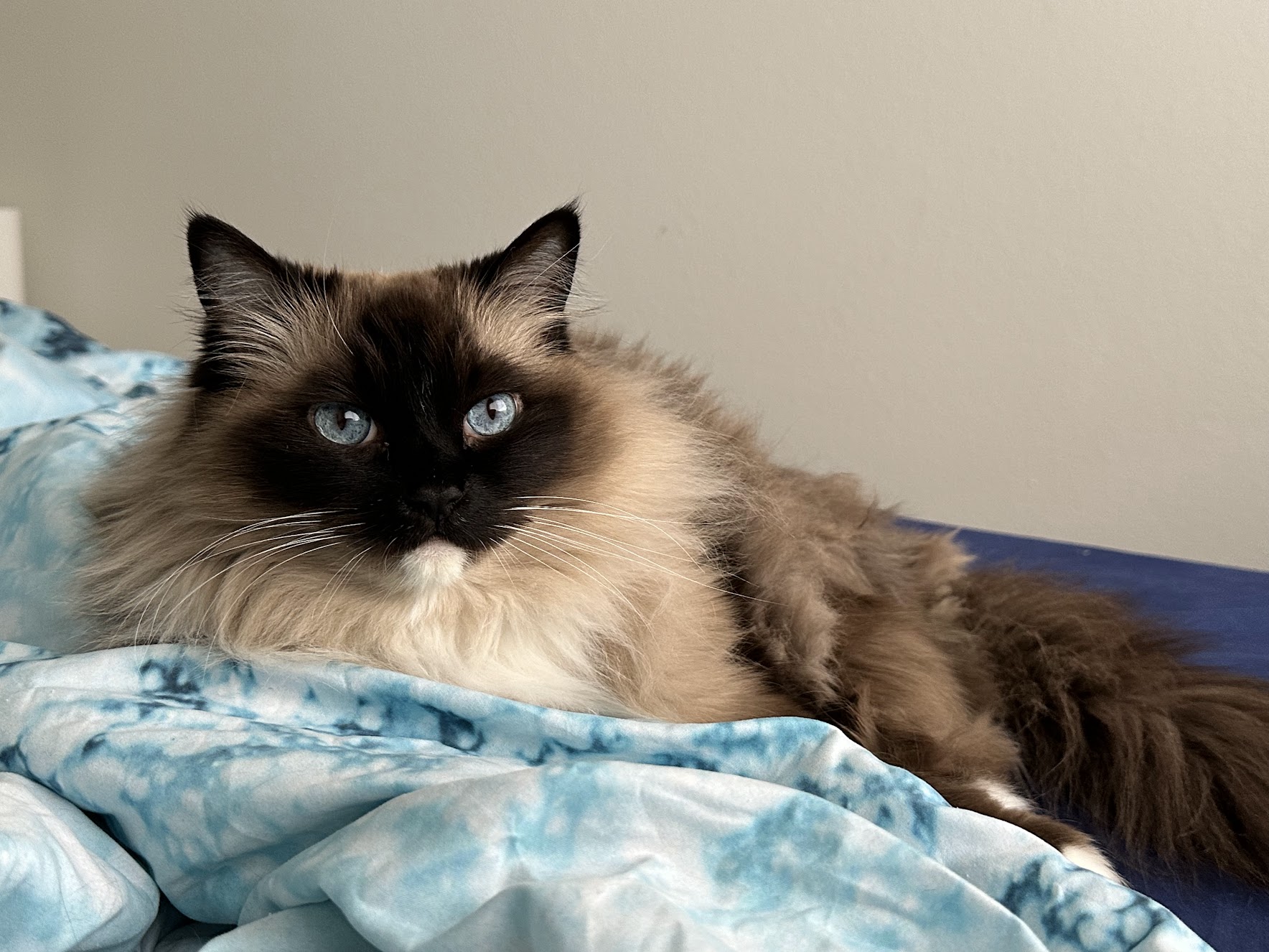 A very fluffy and regal looking cat named Mochi. She has a mixture of dark brown fur and white fur, with piercing blue eyes. Her eyes coincidentally match the blanket she is on!